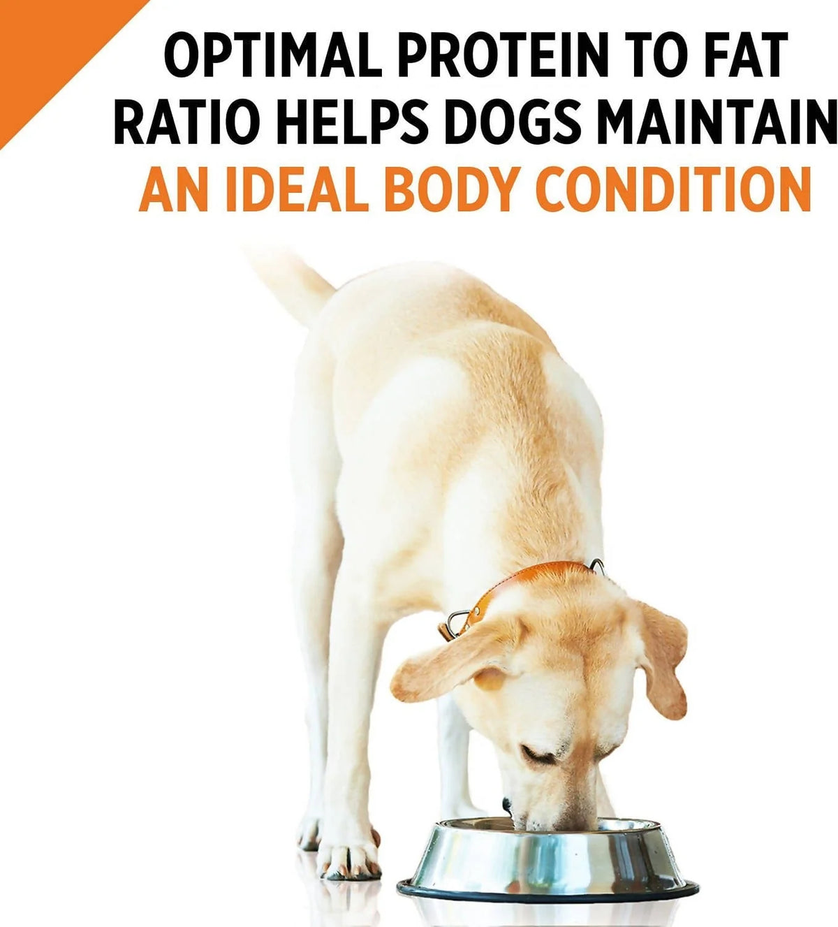 Purina Pro Plan SAVOR Adult Turkey & Vegetables Entrée Slices in Gravy Wet Dog Food - 03810002676 Pie's Variety Store